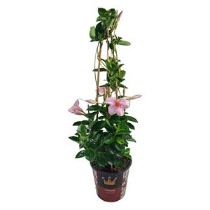 Afbeelding van Kp19 Sundaville Piramide Cream